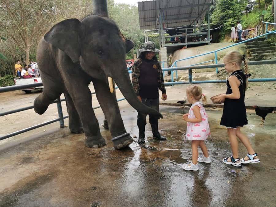 Phuket Big Buddha city tour + Lion Land with tour guide(ENG) - Lion Land Phuket: The Photo Stop You Should Research for Your Comfort
