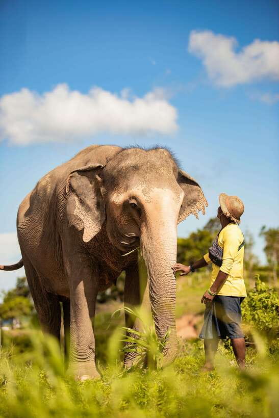 Phuket: Bukit Elephant Park Sanctuary Walk and Feed Tour - Key things I think you’ll notice fast