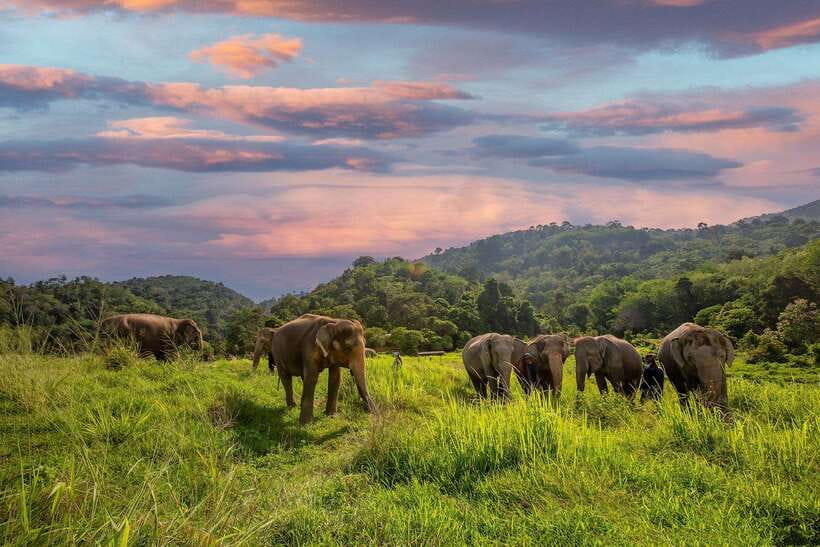 Phuket: Bukit Elephant Park Sanctuary Walk and Feed Tour - Bukit Elephant Park’s no-riding, no-bathing rules