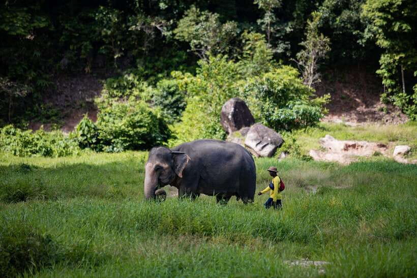 Phuket: Bukit Elephant Park Sanctuary Walk and Feed Tour - What happens during the 1.5-hour sanctuary walk