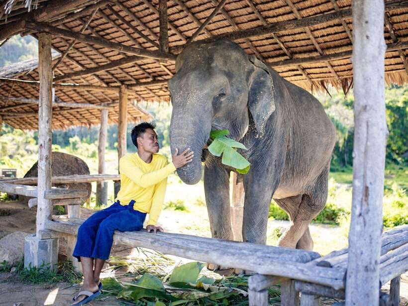Phuket: Bukit Elephant Park Sanctuary Walk and Feed Tour - Feeding bananas up close: what to expect
