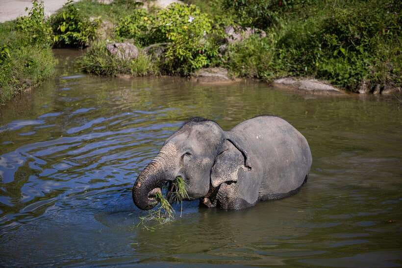 Phuket: Bukit Elephant Park Sanctuary Walk and Feed Tour - Guides, mahouts, and the stories behind what you see