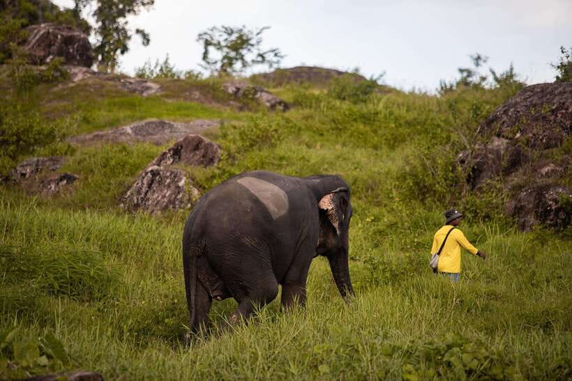 Phuket: Bukit Elephant Park Sanctuary Walk and Feed Tour - What the park adds: tea, umbrellas, and rainy-day readiness