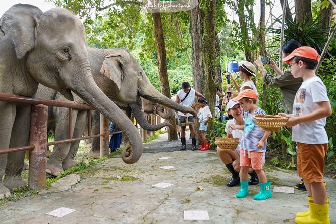 Phuket City Tour & Elephant Sanctuary – Town, Temple, Food & View - Three-in-one Phuket day, timed for first-timers