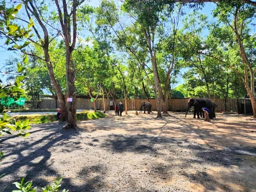 Phuket City Tour with Night Market Visit & Elephant Feeding - Wat Chalong and the Cashew Factory: Culture Plus a Real Local Industry