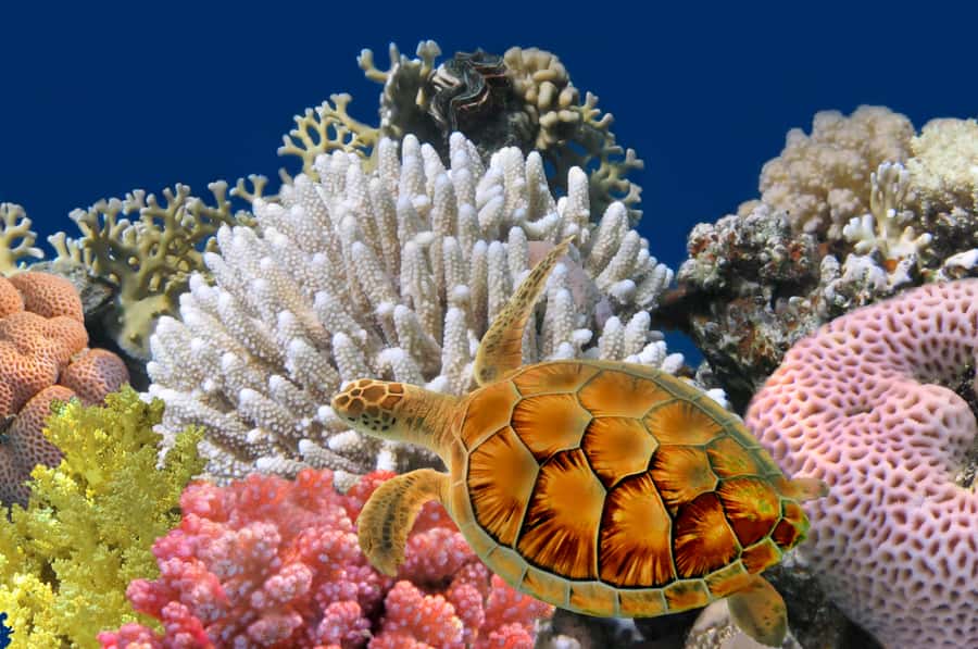 Phuket: Coral Island Longtail Boat Cruise with Snorkeling - Key things that make this Coral Island day feel worth it
