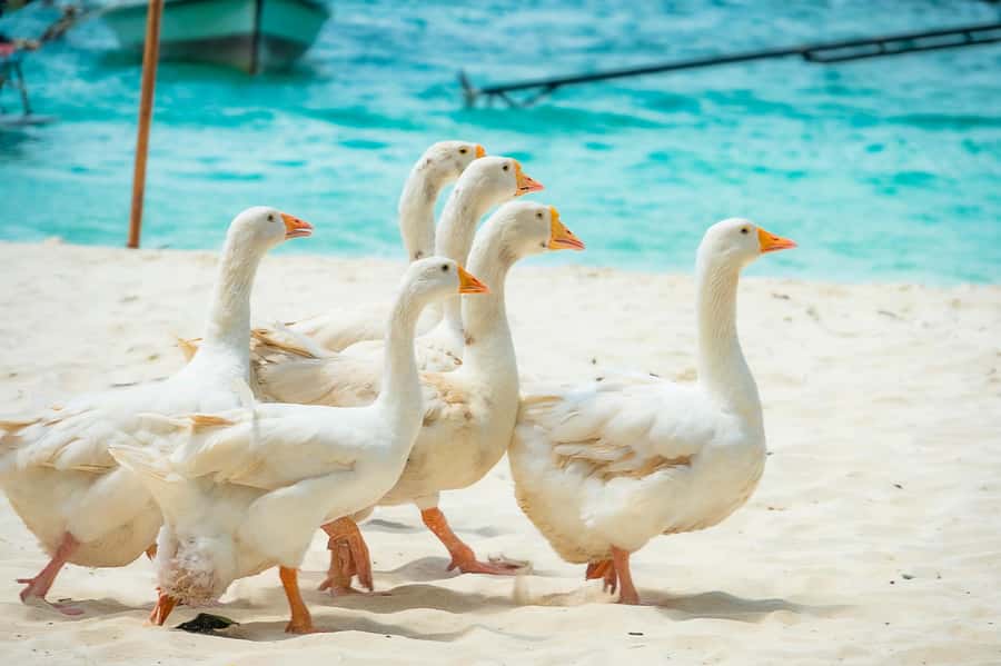 Phuket: Coral, Racha, Promthep Island Catamaran Trip & Lunch - Key things I’d notice first