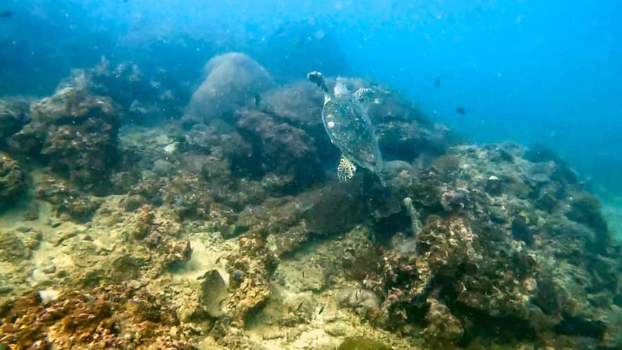 Phuket: Coral Reef Scuba Diving Experience at G Beach Club - G Beach Club meet-up and what the first 30 minutes feel like