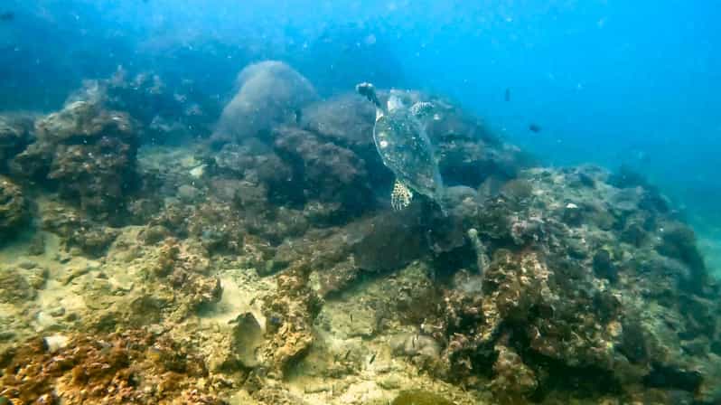 Phuket: Coral Reef Scuba Diving Experience at G Beach Club - Choosing 1 or 2 reef sessions, plus night options