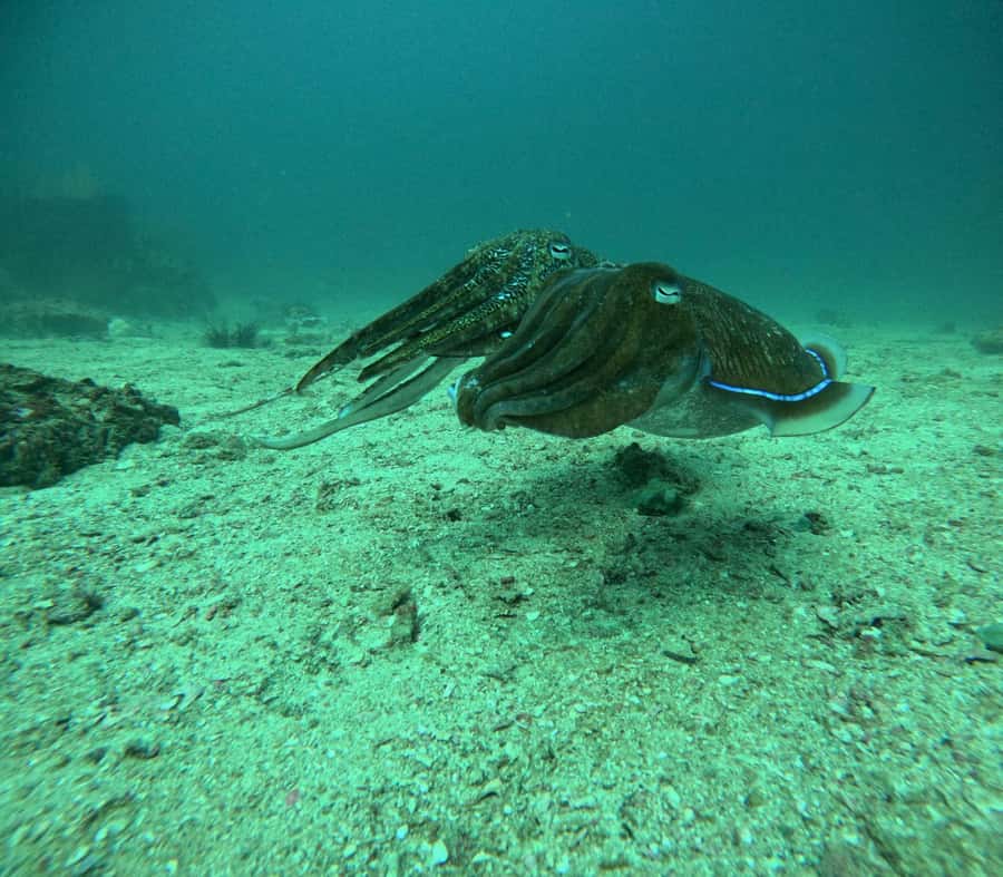Phuket: Coral Reef Scuba Diving Experience at G Beach Club - Who this Phuket reef session is best for