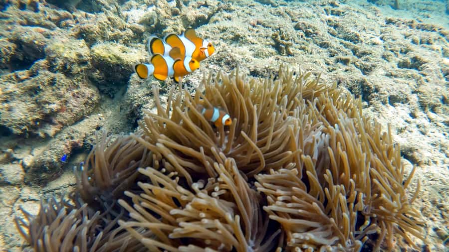 Phuket: Coral Reef Scuba Diving Experience at G Beach Club - Your first-timer SCUBA plan: PADI Discover Scuba + safety first