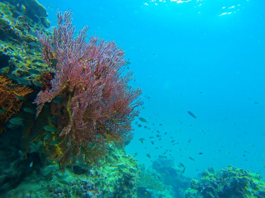 Phuket: Deluxe Phi Phi Tour by Speedboat & Lunch Buffet - Monkey Beach (Yong Kasem): coral views with a short on-land break