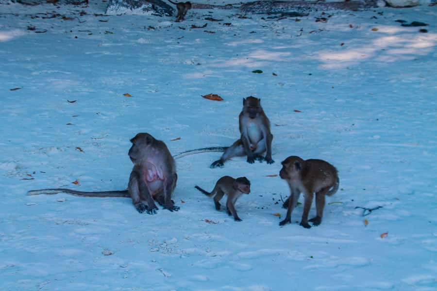 Phuket: Deluxe Phi Phi Tour by Speedboat & Lunch Buffet - Viking Cave: sightseeing time that adds variety