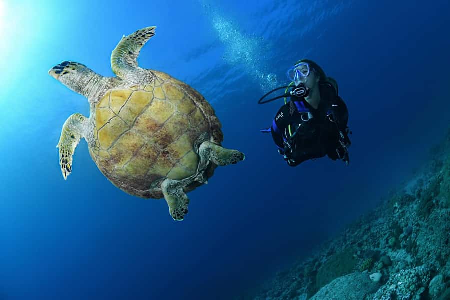 Phuket: Discover Scuba Diving to Racha Yai Island - Safety Notes You Should Actually Remember