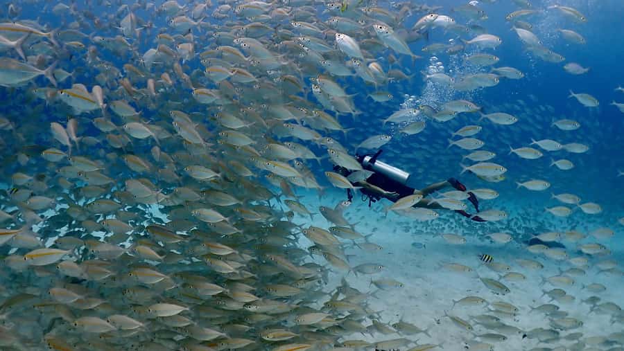 Phuket: Discover Scuba Diving to Racha Yai Island - Two Underwater Sessions at Racha Yai (Max 12m) and What You’ll See