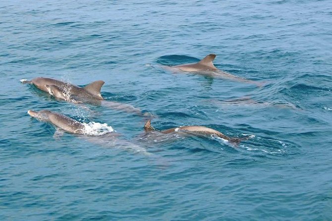 Phuket Dolphin Quest: Racha & Maiton Island Expedition - Speedboat island hopping: less transit, more snorkel time