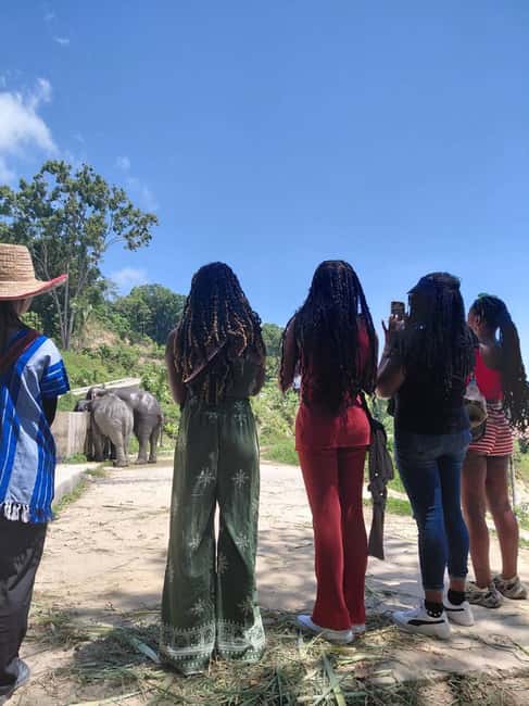 Phuket: Eco Guided Tour at Elephant Sanctuary - Key highlights at Hill Tribe Elephant Village (Patong, Phuket)
