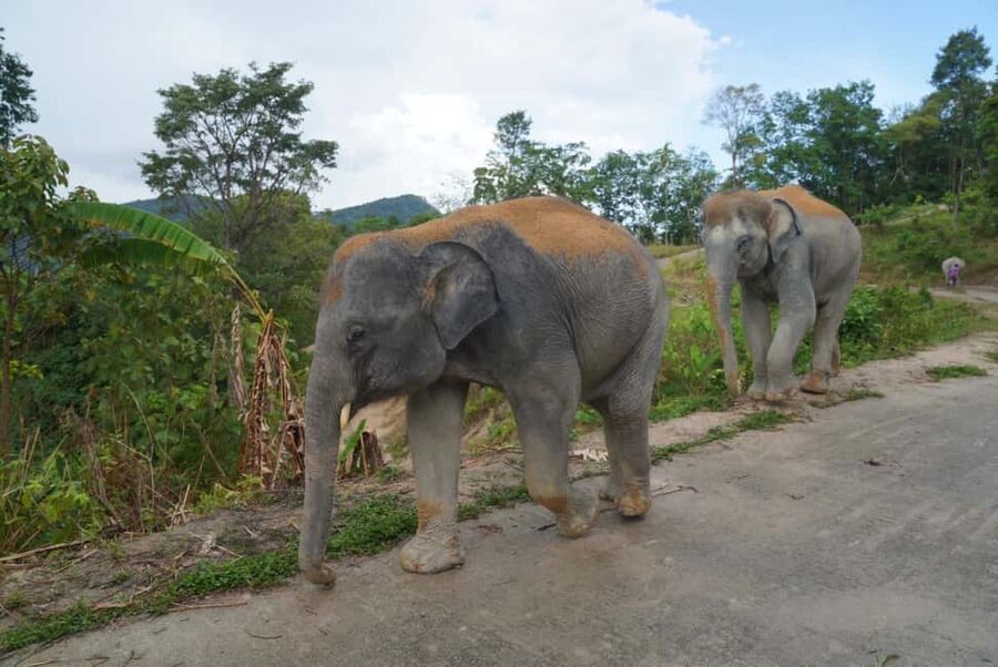 Phuket: Eco Guided Tour at Elephant Sanctuary - What the guide actually teaches you (and what you’ll walk away knowing)