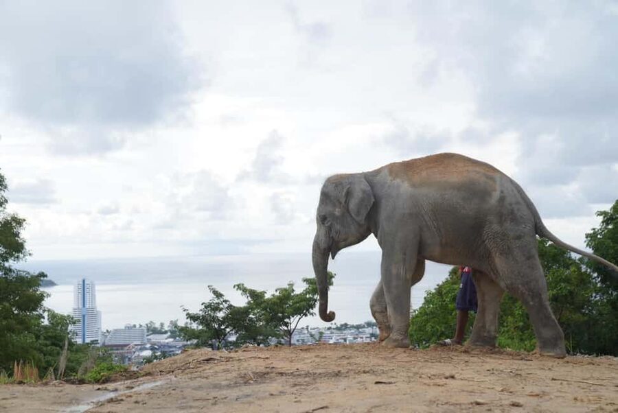 Phuket: Eco Guided Tour at Elephant Sanctuary - Timing and transportation: how this fits your Phuket day