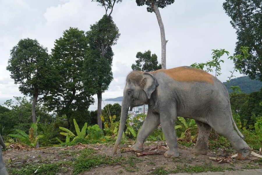 Phuket: Eco Guided Tour at Elephant Sanctuary - Price and value: why $32 can make sense for a short tour