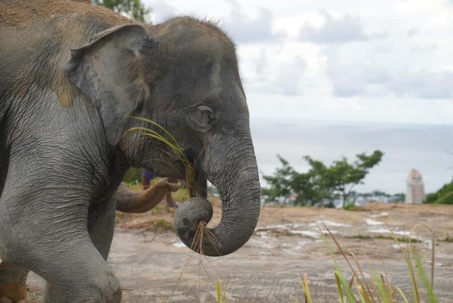 Phuket: Eco Guided Tour at Elephant Sanctuary - Who should book, and who should skip it