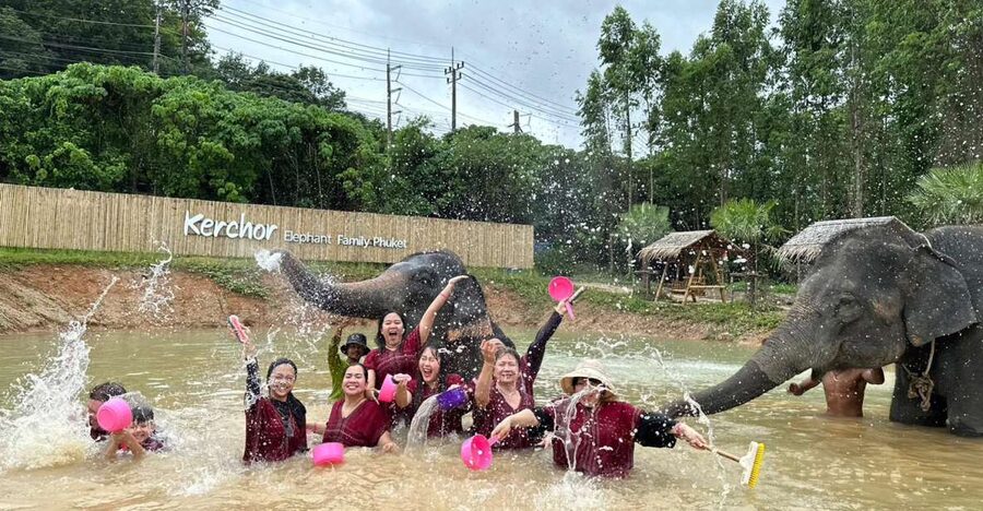 Phuket: Elephant Experience with Lunch or Dinner and Pickup - Key points to know before you go