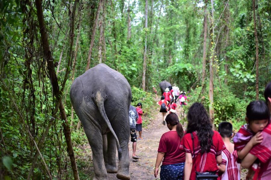Phuket: Elephant Experience with Lunch or Dinner and Pickup - Feeding time and jungle walk: seeing elephants act like elephants