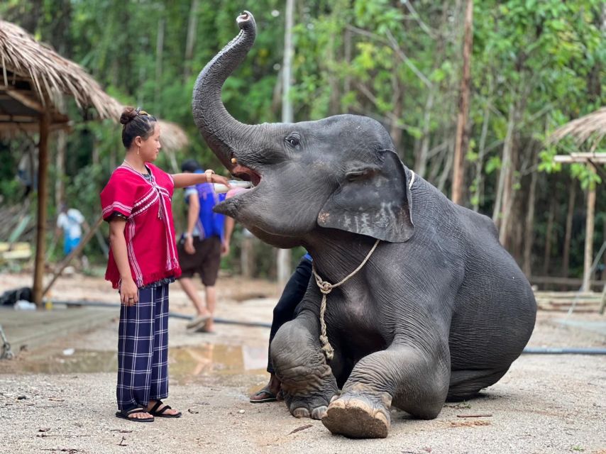 Phuket: Elephant Experience with Lunch or Dinner and Pickup - Price and value: why $67 can work for the right person