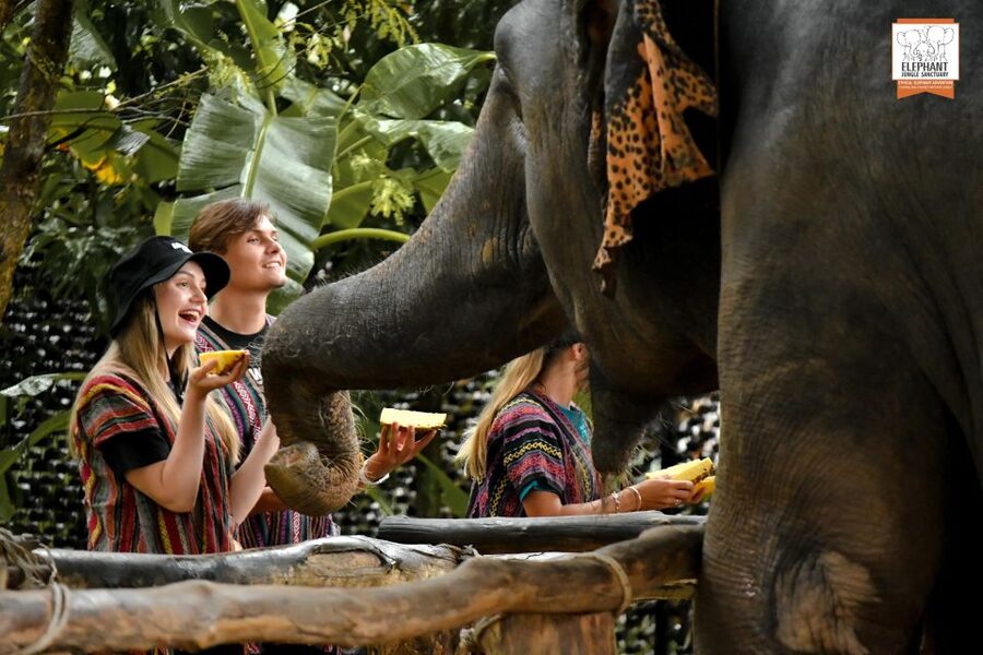 Phuket: Elephant Jungle Sanctuary Ethical Feeding Experience - 5 Key Things You’ll Notice Right Away