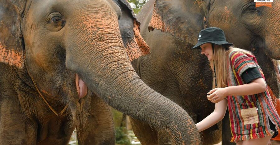 Phuket: Elephant Jungle Sanctuary Ethical Feeding Experience - What the Feed Me Program Really Is (and Why It Feels Different)