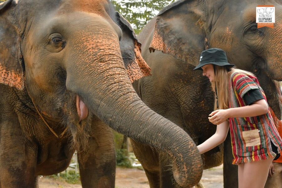 Phuket: Elephant Jungle Sanctuary Ethical Feeding Experience - The 1-Hour Feeding Circuit: Fruit or Grass, Then Observe
