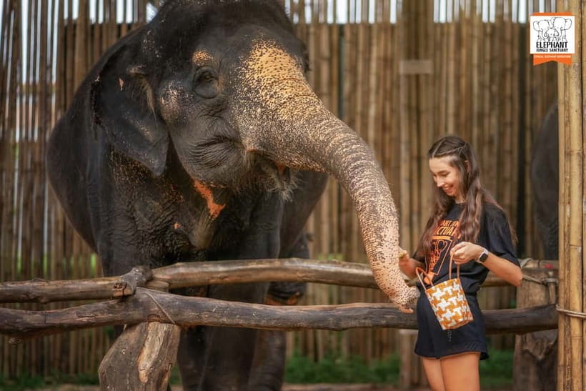 Phuket: Elephant Jungle Sanctuary Ethical Feeding Experience - Ethics You Can Actually Feel: No Riding, No Shows