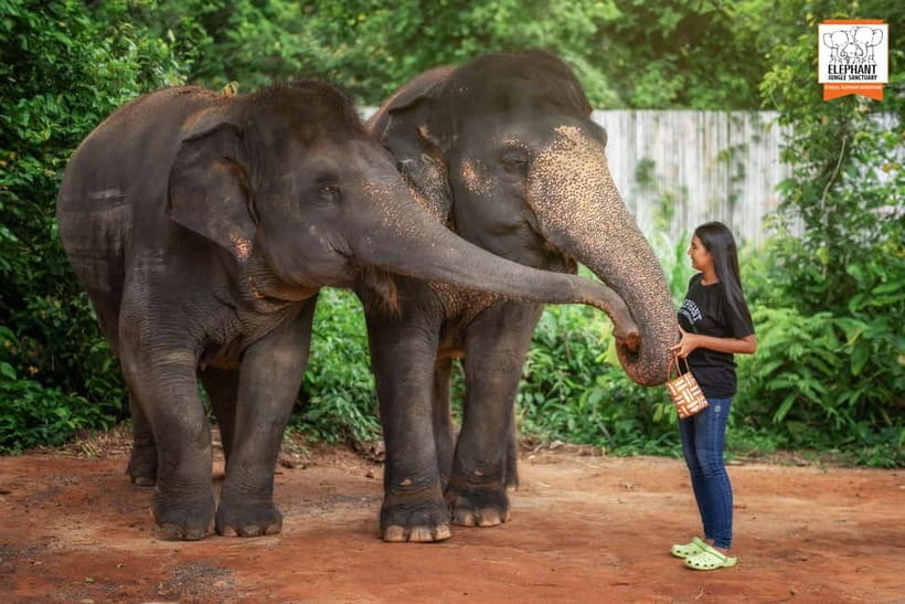 Phuket: Elephant Jungle Sanctuary Ethical Feeding Experience - Photography and Safety: How to Get the Shot Without Getting in the Way