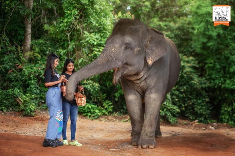 Phuket: Elephant Jungle Sanctuary Ethical Feeding Experience - Price and Value: Is $28 Worth It?