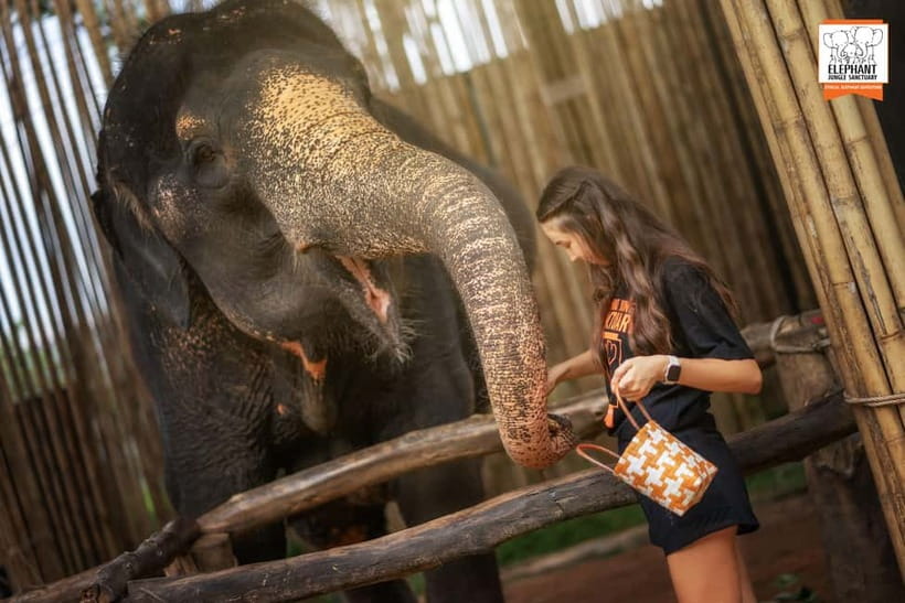Phuket: Elephant Jungle Sanctuary Ethical Feeding Experience - Should You Book Elephant Jungle Sanctuary Phuket’s Feed Me Session?