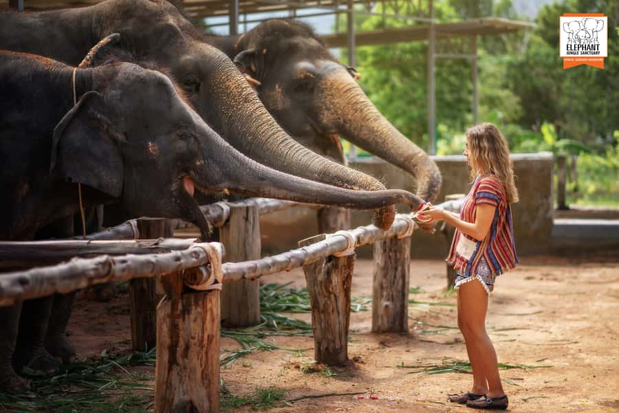 Phuket: Elephant Jungle Sanctuary Half-Day Visit with Meal - Price and Value: Is $90 Fair for a 3-Hour Ethical Elephant Day?