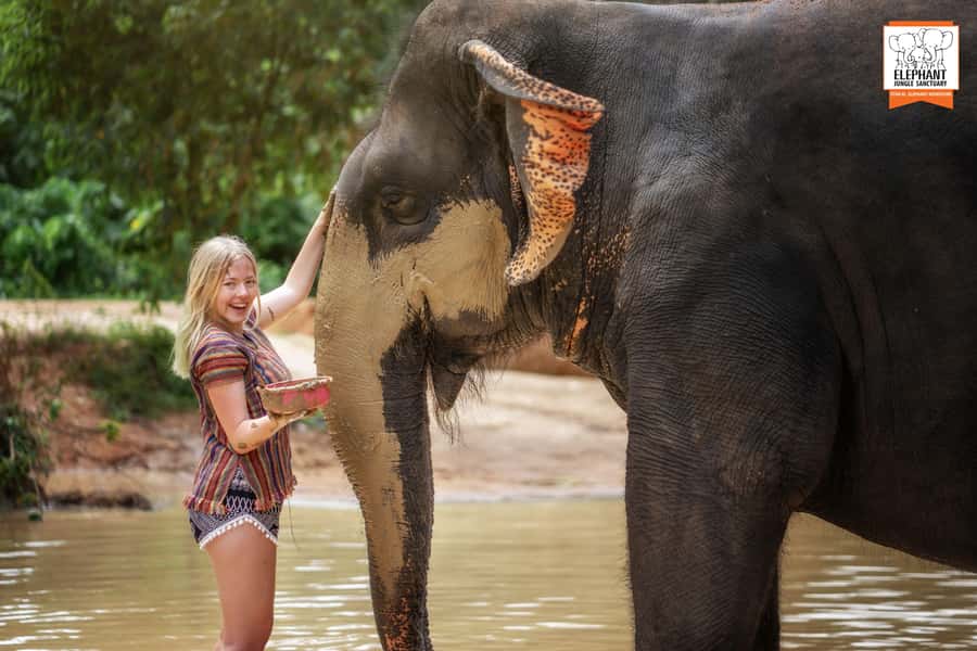 Phuket: Elephant Jungle Sanctuary Half-Day Visit with Meal - Entering the Sanctuary: Feeding, Walking, and Elephant Stories