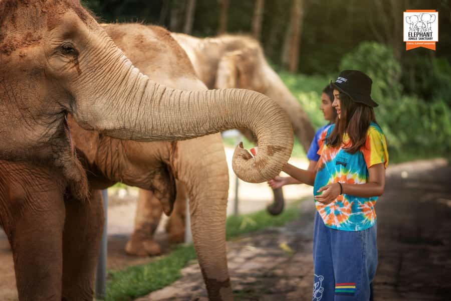 Phuket: Elephant Jungle Sanctuary 'Watch Me' Experience - Entering The Phuket Jungle Sanctuary Without Rushing