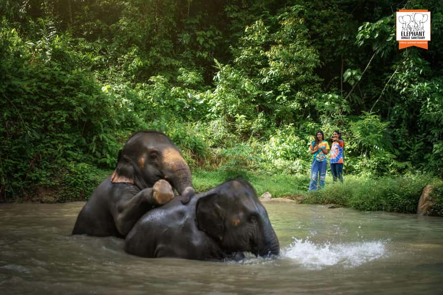 Phuket: Elephant Jungle Sanctuary 'Watch Me' Experience - Breakfast Prep: Helping Make Nutritious Elephant Food
