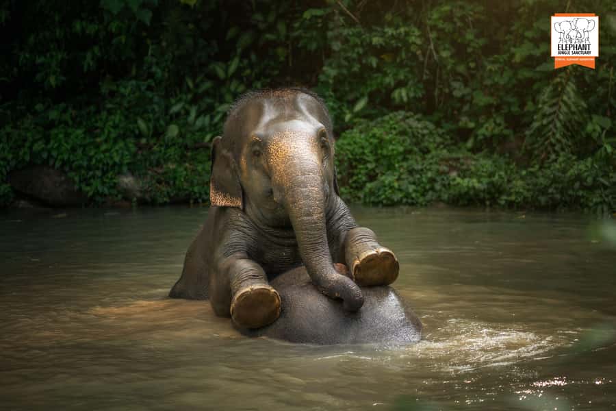 Phuket: Elephant Jungle Sanctuary 'Watch Me' Experience - Price and Value: Is $90 Worth It?