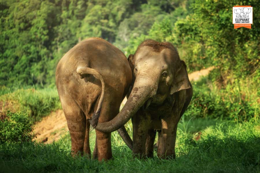 Phuket: Elephant Jungle Sanctuary 'Watch Me' Experience - What to Bring (So the Jungle Feels Easy, Not Annoying)