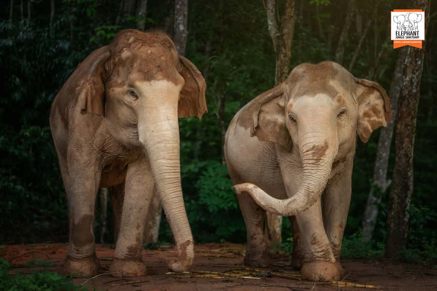 Phuket: Elephant Jungle Sanctuary 'Watch Me' Experience - A Smooth Day Plan: Timing and Expectations