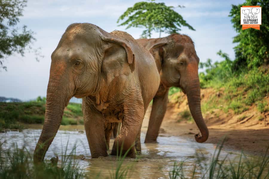 Phuket: Elephant Jungle Sanctuary 'Watch Me' Experience - Watching Elephants Roam and Bathe in a Natural Setting