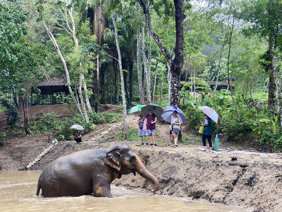Phuket: Elephant Nature Reserve Entry Ticket and Guided Tour - Why This Elephant Sanctuary Feels Different in Phuket