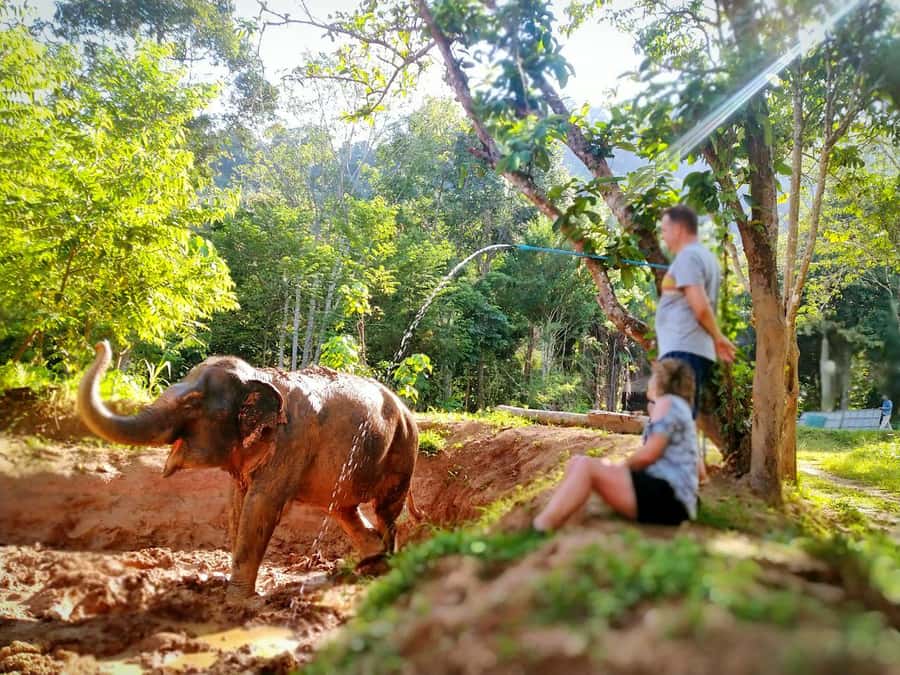Phuket: Elephant Nature Reserve Entry Ticket and Guided Tour - Observation Tracks, Free Movement, and Water Ponds