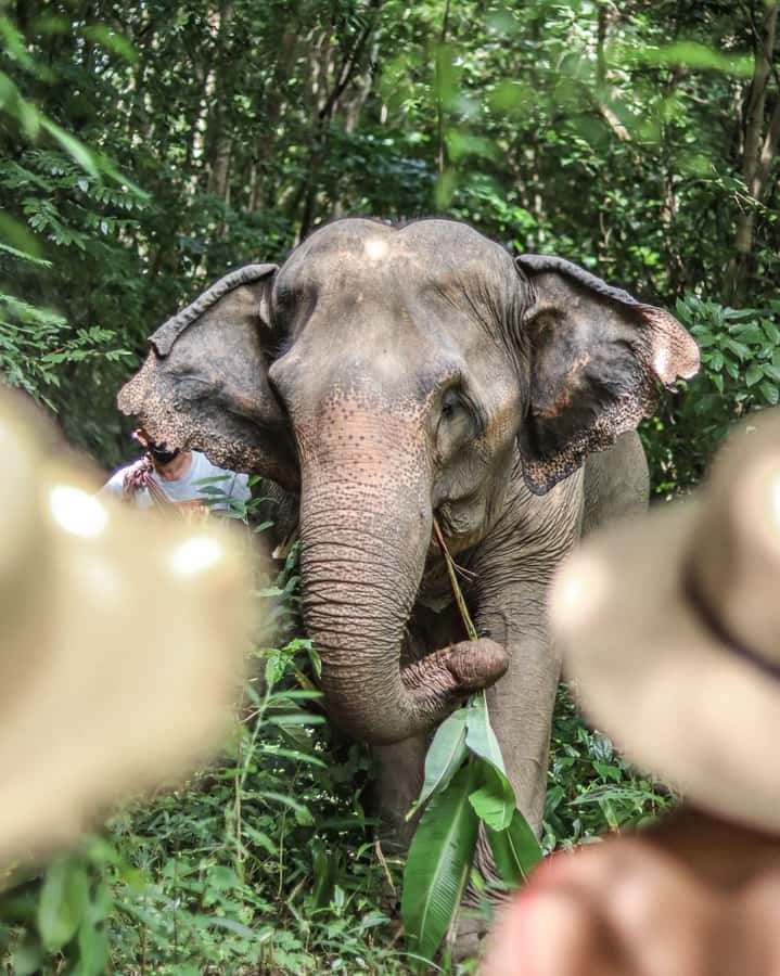 Phuket: Elephant Nature Reserve Entry Ticket and Guided Tour - No Riding, No Bathing, No Touching: What You Gain (and What You Don’t)