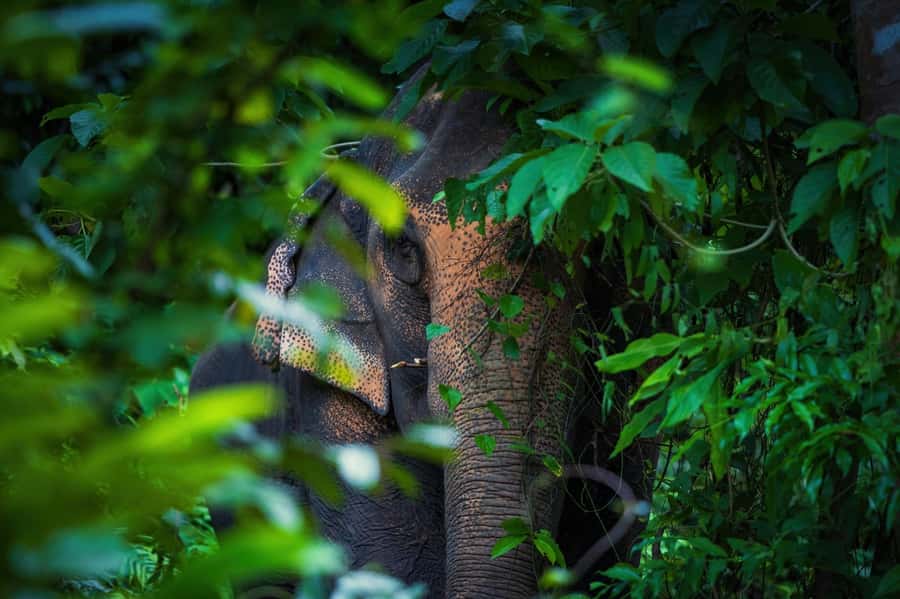 Phuket: Elephant Nature Reserve Entry Ticket and Guided Tour - Price and Value: What $37 Covers (and Why Ethics Changes the Math)