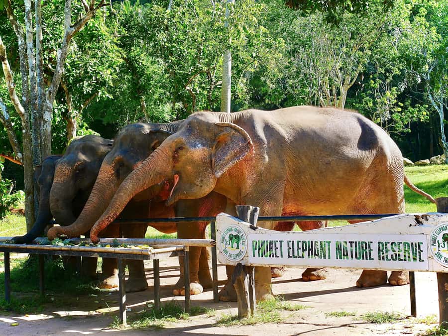 Phuket: Elephant Nature Reserve Entry Ticket and Guided Tour - Who This Fits Best in Your Phuket Itinerary