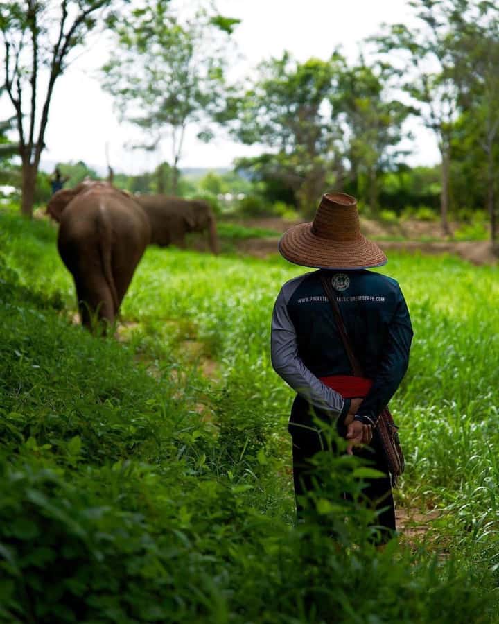 Phuket: Elephant Nature Reserve Entry Ticket and Guided Tour - Practical Tips: Wear These Things and You’ll Enjoy It More