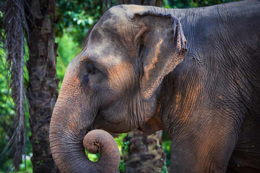 Phuket: Elephant Nature Reserve Entry Ticket and Guided Tour - After the Tour: The On-Site Cafe Is a Nice Bonus